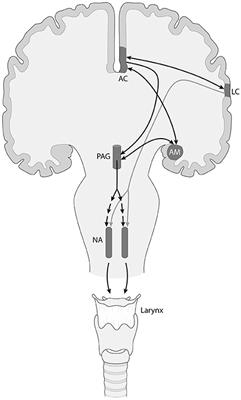 A Brain for Speech. Evolutionary Continuity in Primate and Human Auditory-Vocal Processing